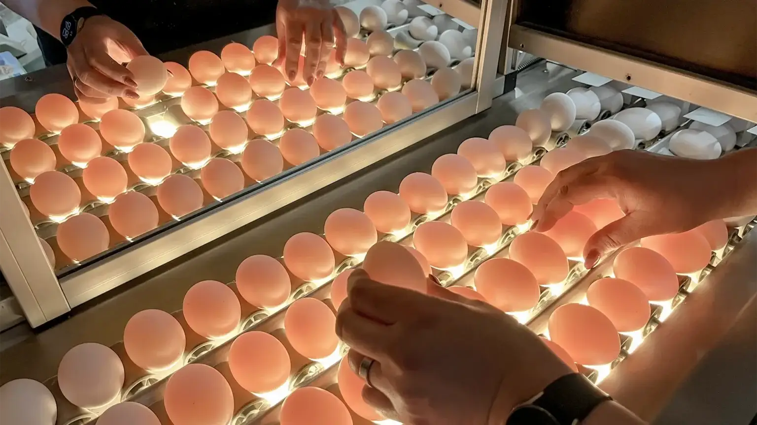 Qualitätskontrolle Eier